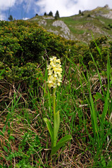 Poster - Holunder-Knabenkraut (Dactylorhiza sambucina) - Elder-flowered Orchid