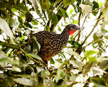 The Band-tailed Guan In The Jungles Of  The Sierra Nevada Mountains, Colombia, South America