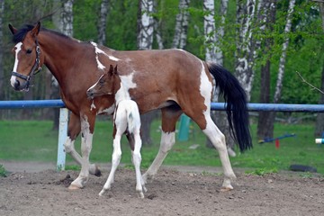 mare and foal in field