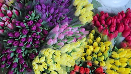 Wall Mural - tulips close up. tulip spring market. tulips. many tulips of different color.