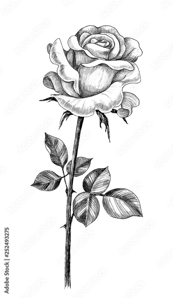 Hand drawn Rose with Leaves - obrazy, fototapety, plakaty 