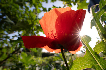 Poster - Flower poppy flowering on background poppies flowers. Poppies at sunset