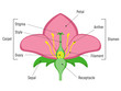 Flower Parts Diagram.