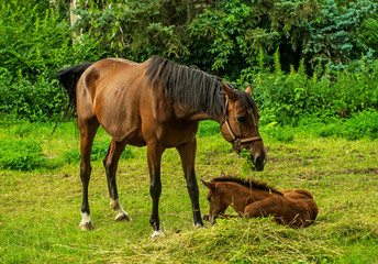 Wall Mural - Two horses graze on green grass