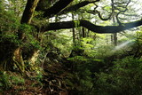 Fototapeta Krajobraz - 屋久島　苔むすジブリの森　朝の木洩れ日