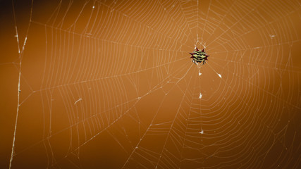 Arachnid