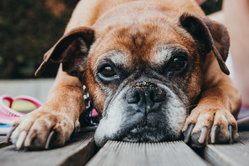 adorable portrait of boxer dog