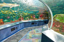 Toronto Ripleys Aquarium Underwater Scenic Tunnels