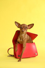 Cute Toy Terrier In Female Handbag On Color Background. Domestic Dog