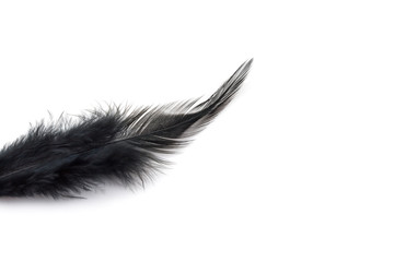 Black Feather isolated on white