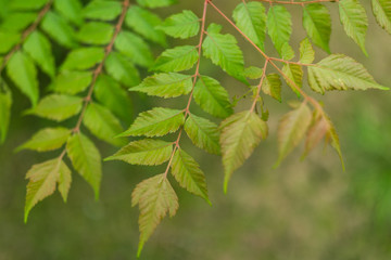 Wall Mural - green plant tree