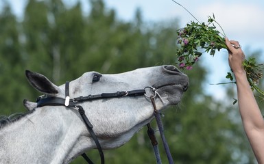 A horse who wants to eat a bunch of herbs