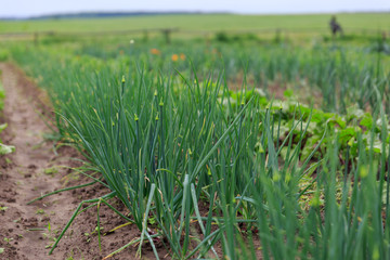  A closeup of a row of onions growing on a garden bed in a greenhouse for vegetarians.in summer and spring