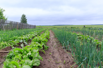 A blurred view on almost ripe bright green garden beds of beet and onions growing in a private garden for vegetarians in spring and summer