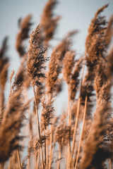 close up of reeds grass with sky and green grass background