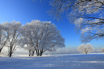 Beautiful winter landscape with trees in the snow on a sunny frosty day