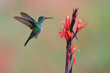 Green-crowned Brilliant Flying Next To Flower