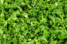 Freshly Chopped Green Curly Kale Leaves Background