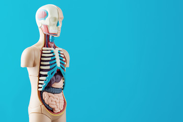 Anatomical model of human body with internal organs on a blue background. Anatomy body mannequin