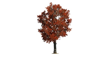 single Red Maple tree in fall - isolated on white background