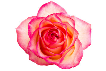 Sticker - pink rose isolated