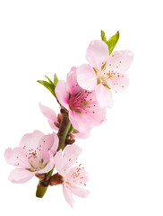 Wall Mural - sakura flowers isolated