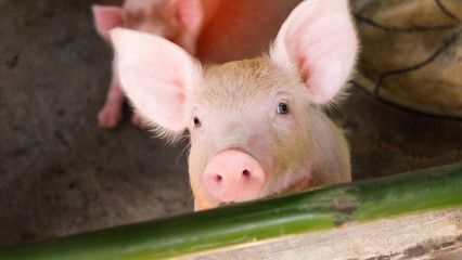 Wall Mural - Close-up picture of a piglet in a farm is growing.