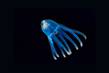 Incredible Underwater World - Flying Anemone.