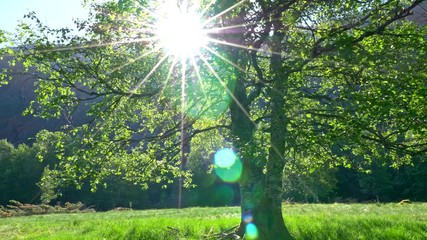 Fototapete - Summer nature concept. Gimbal shot of green summer tree and sun rays breaking through green leaves. UHD, 4K