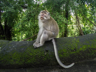 Animal/Wildlife concept. Close up view of the macaque monkey in Monkey Forest Ubud, tourist popular attraction/destination in Bali, Indonesia. 