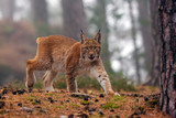 The Eurasian lynx (Lynx lynx), also known as the European or Siberian lynx in autumn colors in the pine forest.