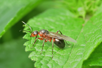 Wall Mural - macro forest ant with wings the queen of the ant