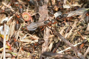 Wall Mural - macro forest queen ant with ant in ant hill