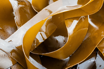 Kelp - Laminaria