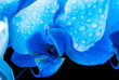 Macro capture of a blooming blue Phalaenopsis Orchid flower with the focus on the center of the flower isolated on black background