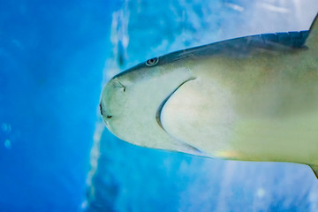 Big bull shark in the clear blue water of Atlantic ocean.