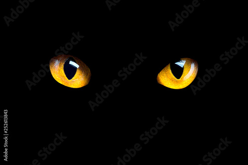 Dekoracja na wymiar  pomaranczowe-oczy-kota-swieca-w-ciemnosci-na-czarnym-tle