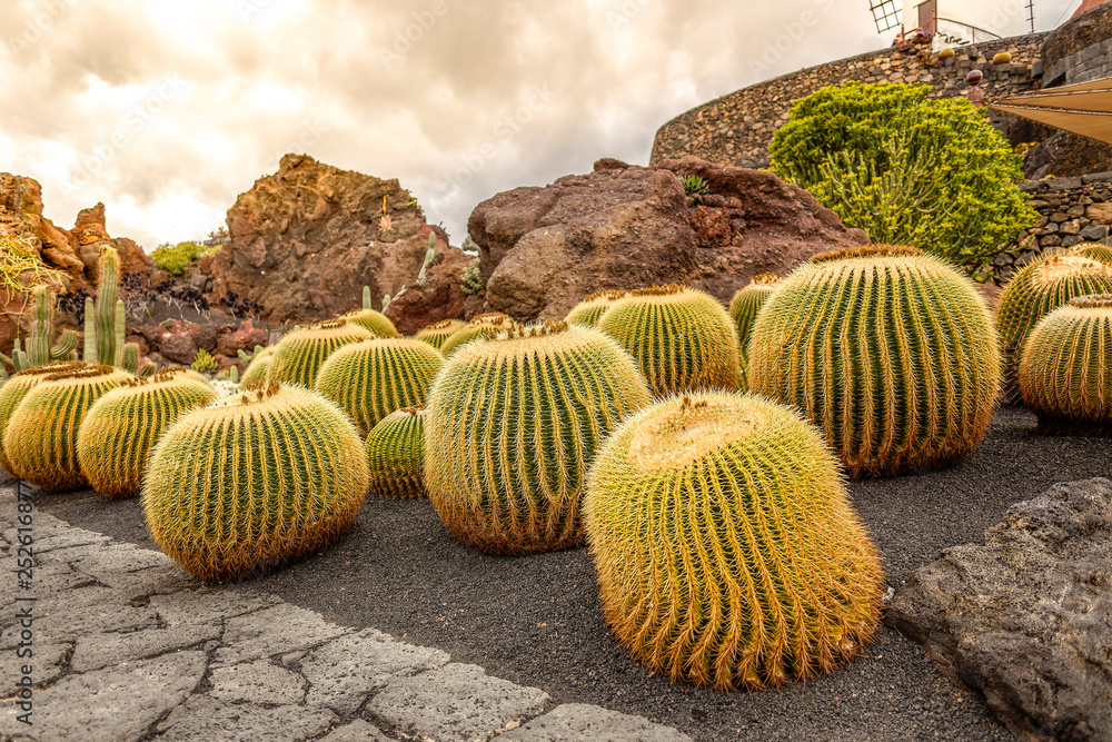 Kaktus schwiegermuttersitz Stock Photo | Adobe Stock