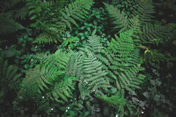  Fern in the forest
