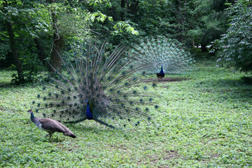 peacock, Park, Krasnodar, Russia, bird, blue, animal, nature, feathers, feather, green, beautiful, peafowl, tail, beauty, colorful, wildlife, grass, birds, head, color, zoo, beak, pheasant, plumage, p