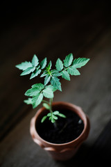 tomato plant tree in small pot 