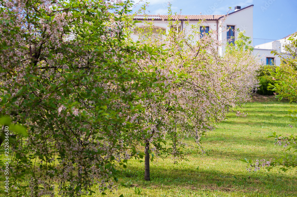 Hoise Trees alley in spring leading to a hoise Stock Photo | Adobe Stock