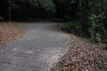 Wall Mural - path in the forest