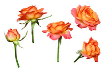 Set Of Orange Rose Flowers