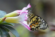 beautiful yellow butterflies perch on flowers in the wild. Rhopalocera Lepidoptera Insecta Arthropoda Animalia  Vanessa cardui
