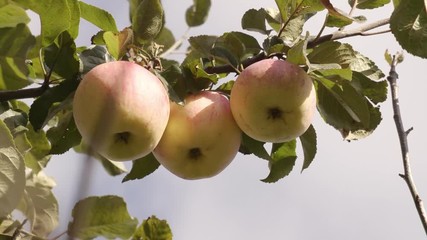 Wall Mural - Apple harvest in autumn