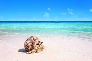 Canvas Print - tropical sandy beach with hermit crab on white sand summer concept background