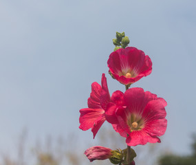 Wall Mural - Red Malva flowers blooming in the garden..