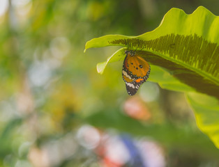Wall Mural - Beautiful butterfly on flower.