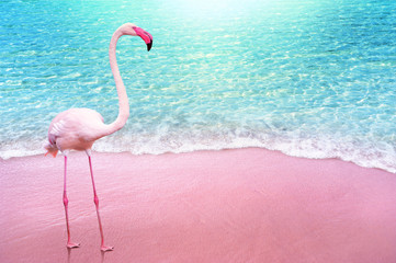 Plakat wybrzeże flamingo tropikalny zwierzę